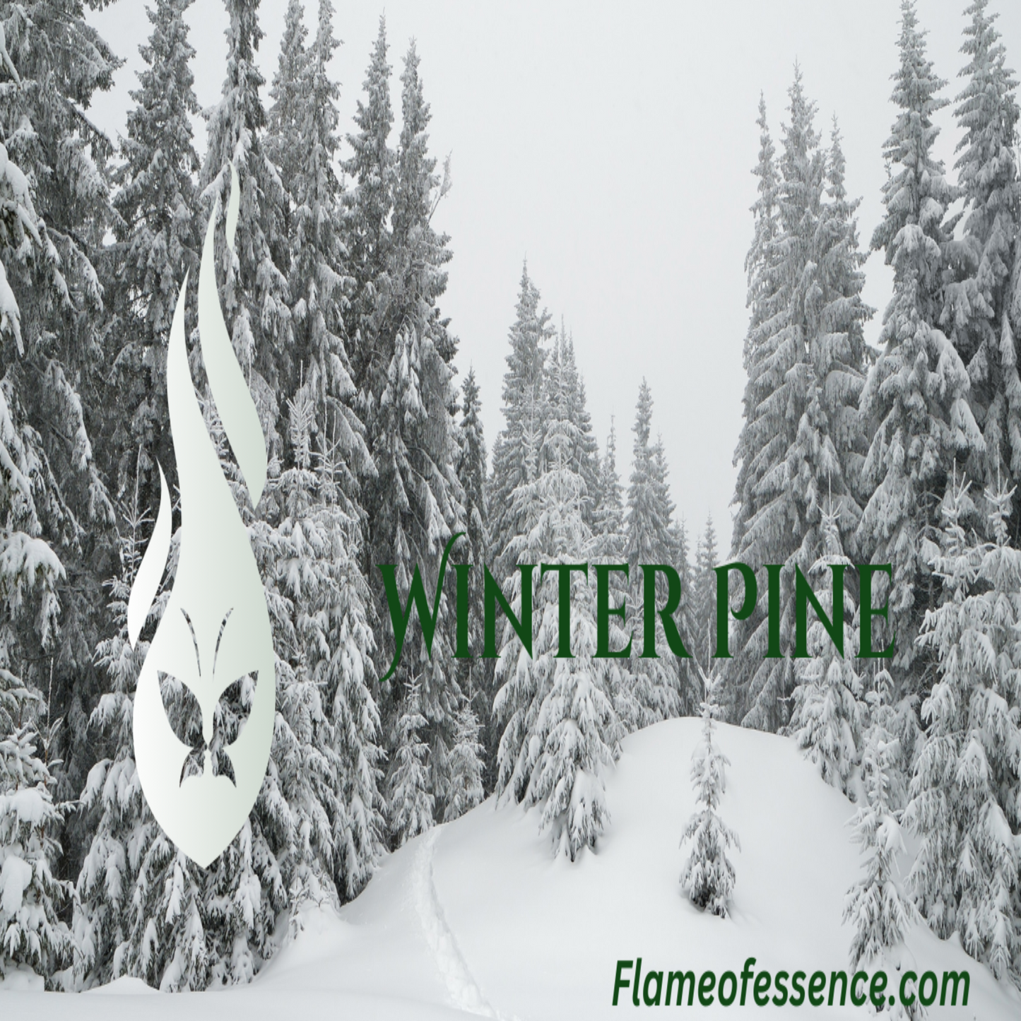 Winter Pine