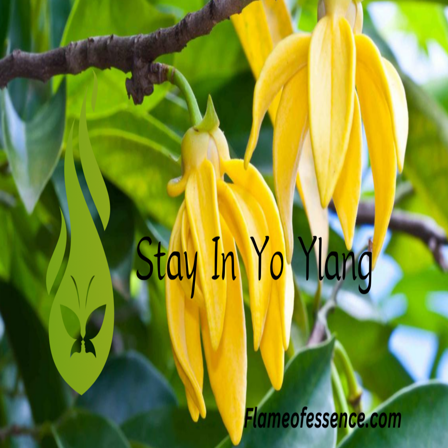 Stay In Yo Ylang